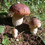 Pansion Bijela Ruza - A La Carte Ravna Gora