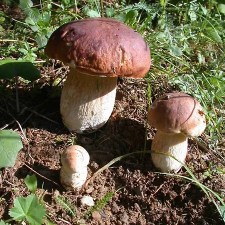 Pansion Bijela Ruza - A La Carte Ravna Gora