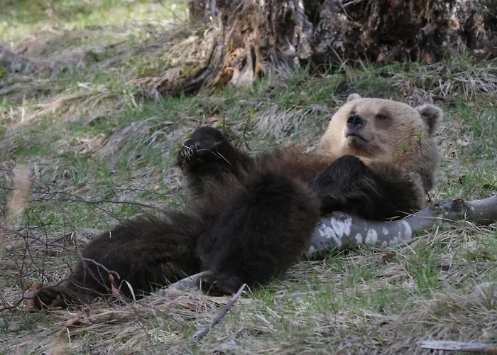 Pansion Bijela Ruza - A La Carte 3*